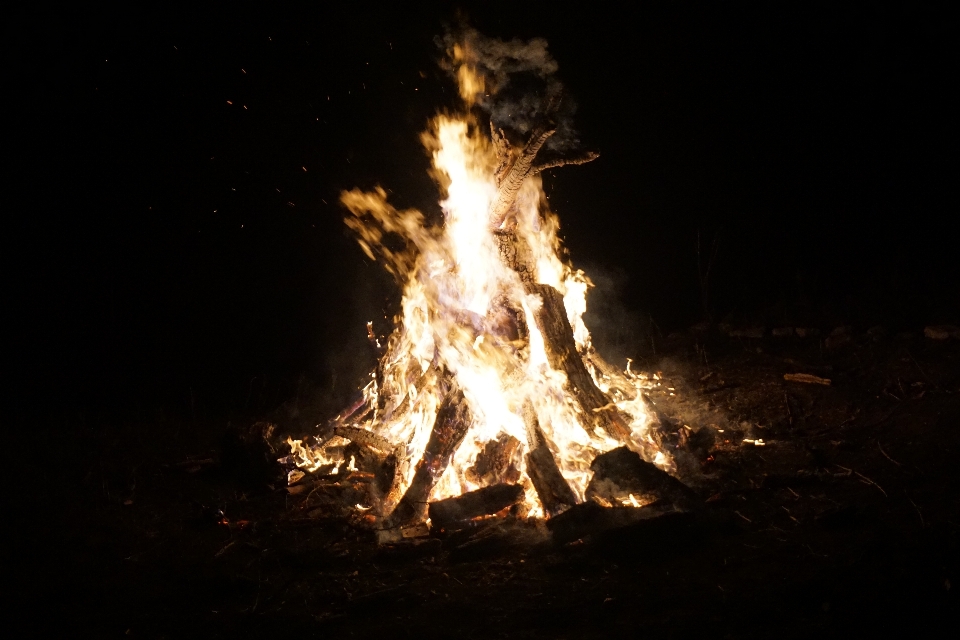 Doğa orman ışık gece