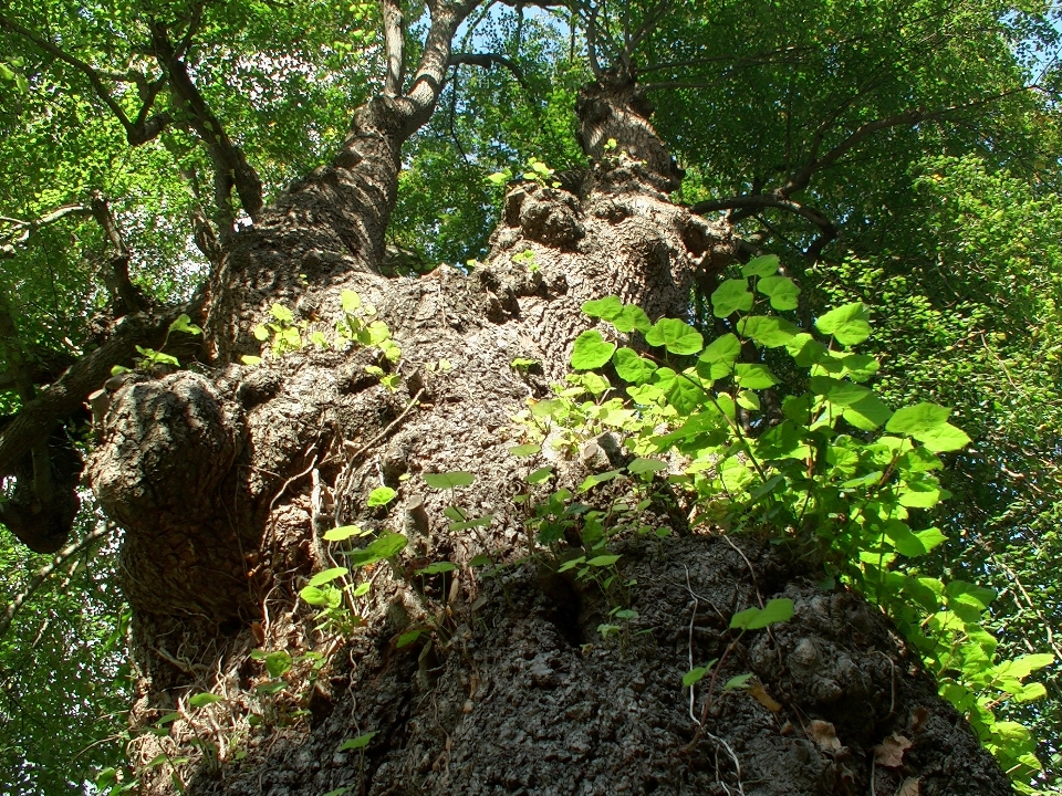 árvore natureza floresta plantar