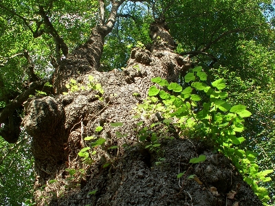 Tree nature forest plant Photo