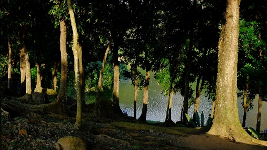 Foto Paesaggio albero acqua natura