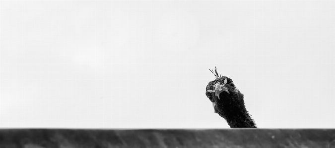 Foto Tangan alam burung hitam dan putih
