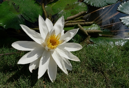 Nature plant white leaf Photo