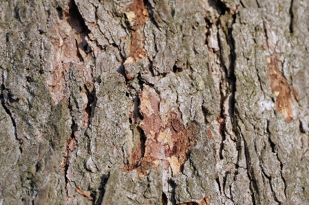 Tree nature branch structure Photo