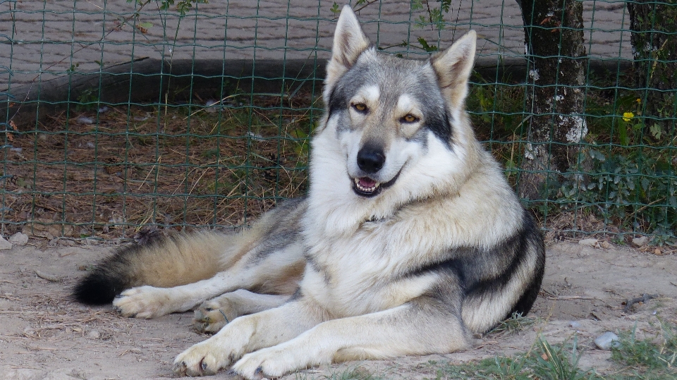 Natur hund tierwelt säugetier