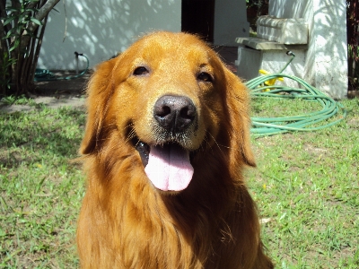 Foto Anjing mamalia jenis golden retriever
 bertulang belakang
