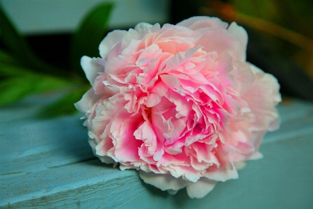 Nature blossom plant flower Photo