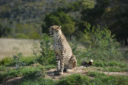 Foto Fauna silvestre gato mamífero parque nacional
