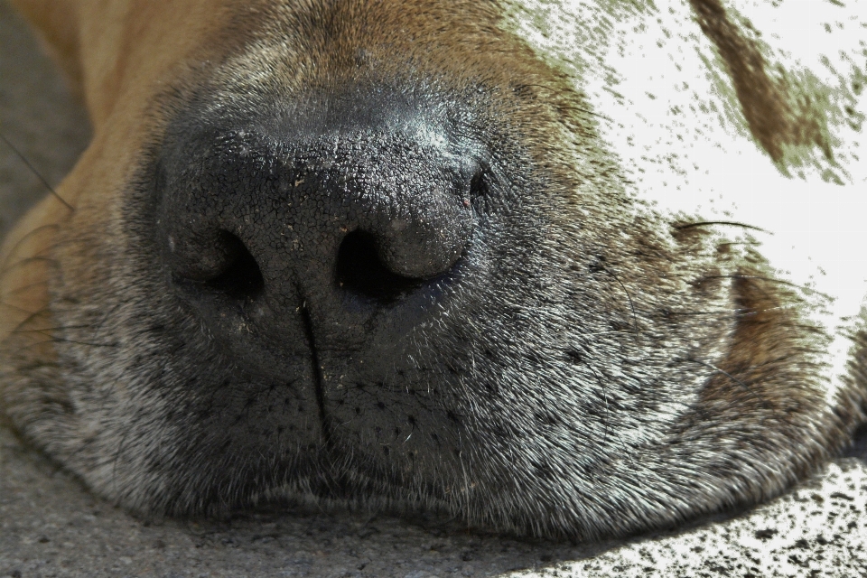 犬 動物 かわいい 野生動物