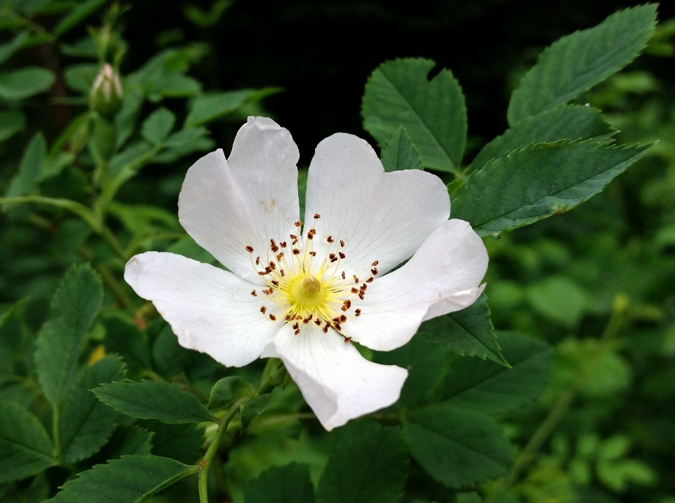 Natura fiore pianta bianco