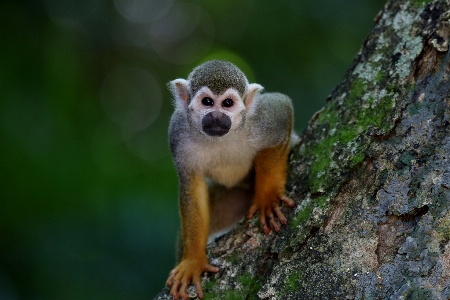 Foto Animale guardare animali selvatici mammifero