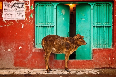 Foto Arquitetura rua cidade animal