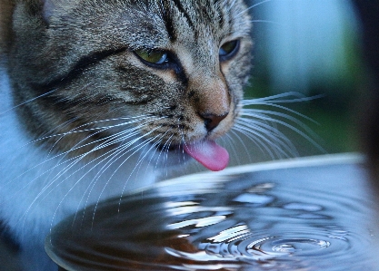 Foto Acqua gattino gatto mammifero