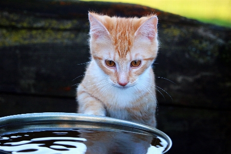 Foto Acqua gattino gatto mammifero