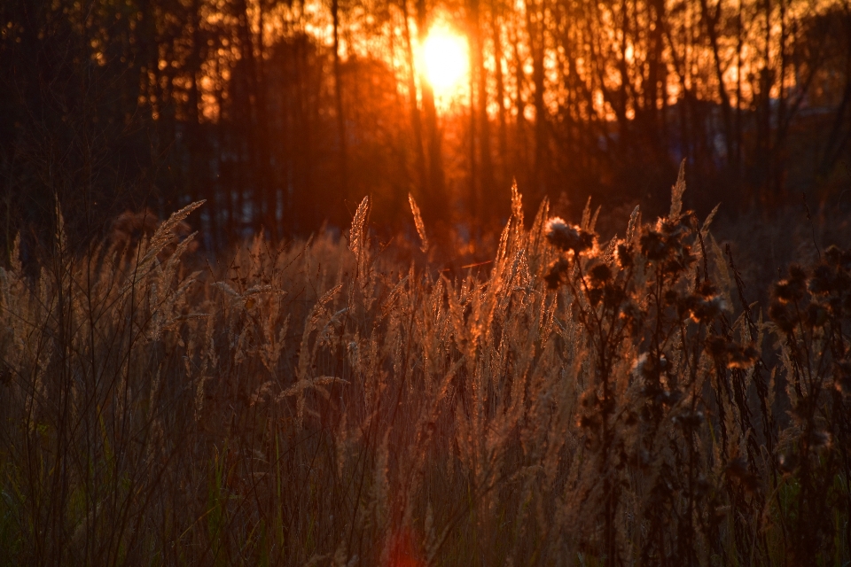 Drzewo natura las trawa