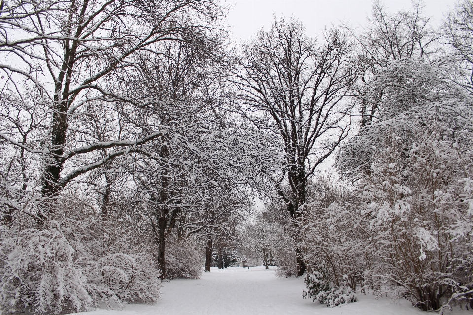 Paisagem árvore filial neve