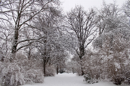 Photo Paysage arbre bifurquer neige