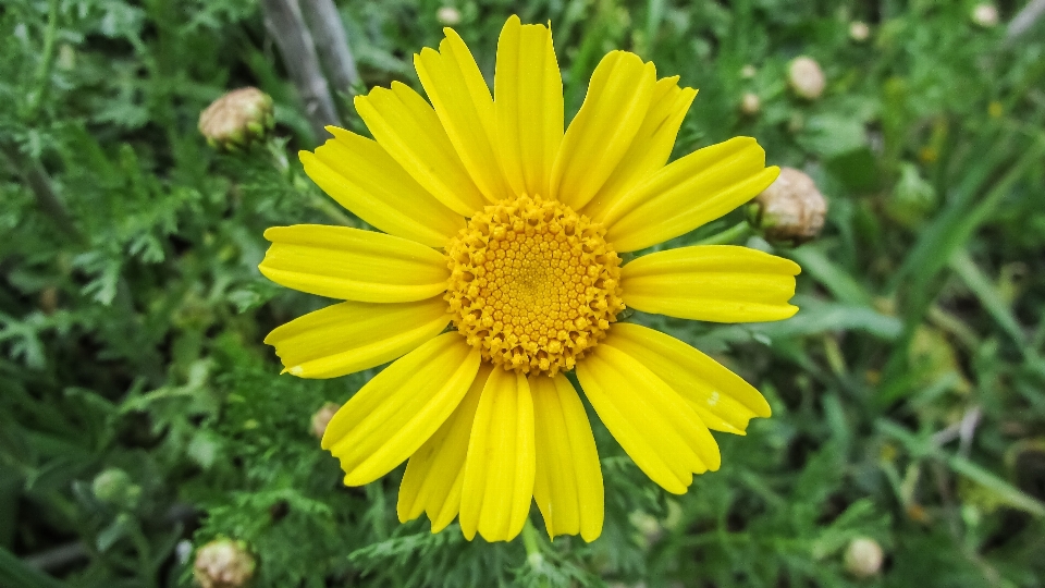 Nature plant field meadow