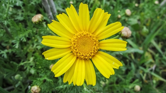 Natur anlage feld wiese
 Foto