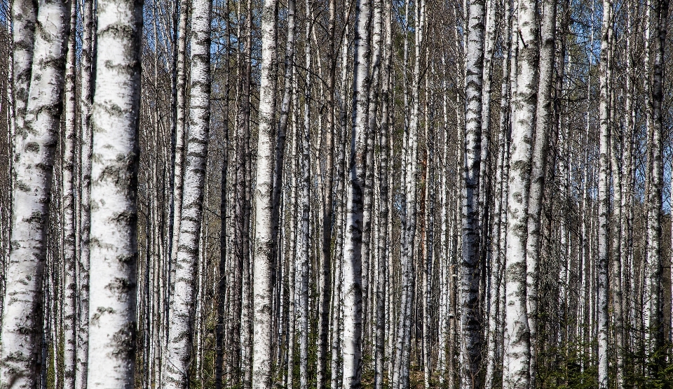 árbol bosque rama planta