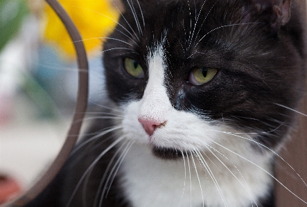 Foto Bianco e nero
 gatto mammifero nero