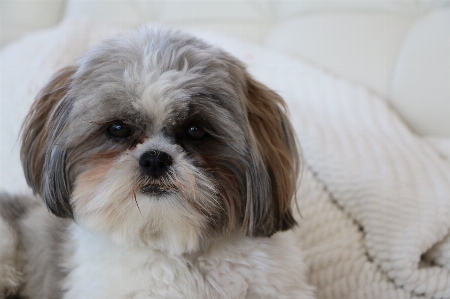 白 子犬 犬 かわいい 写真