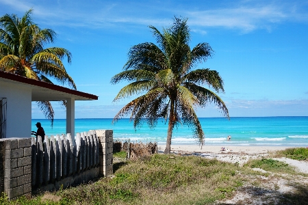 Beach sea coast tree Photo