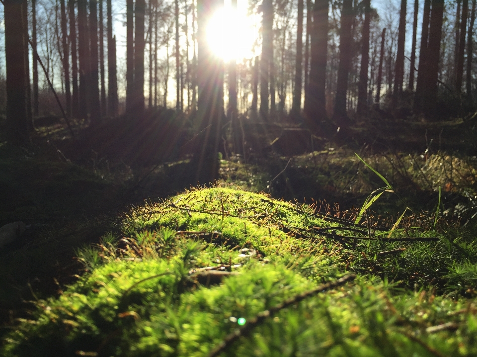 Tree nature forest grass