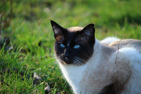 Foto Grama gatinho gato mamífero