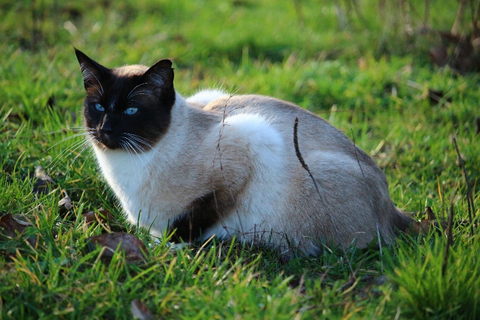 草 小猫 猫 哺乳动物