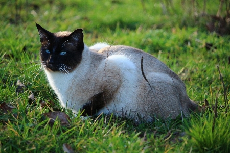 Foto Grama gatinho gato mamífero