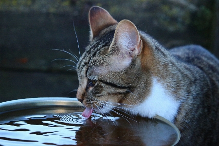 Foto Acqua gattino gatto mammifero