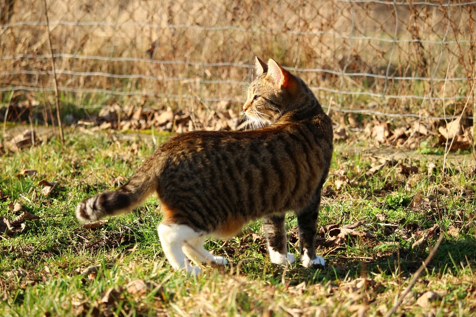 Grama pradaria
 animais selvagens gatinho