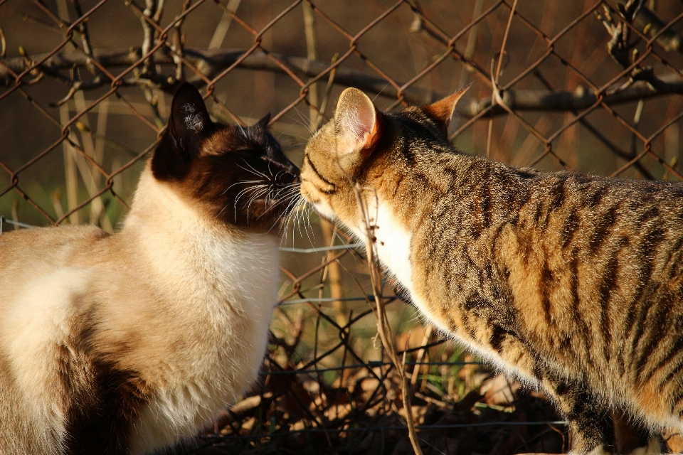 котенок кот целовать млекопитающее