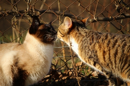 Foto Gatinho gato beijo mamífero