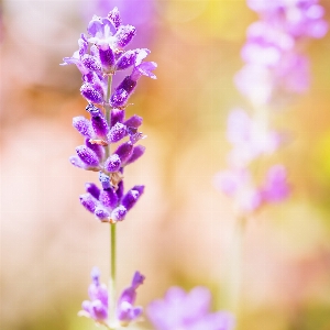 Nature branch blossom plant Photo