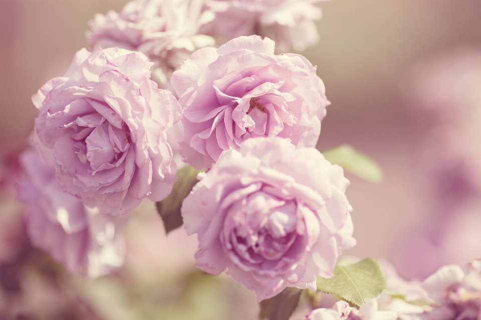 Nature blossom plant flower