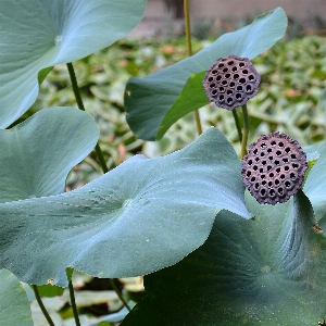 Nature blossom plant leaf Photo