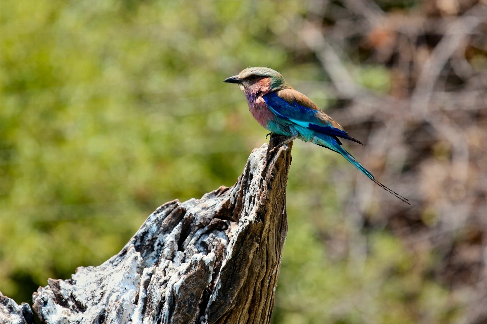 Nature branch bird wing