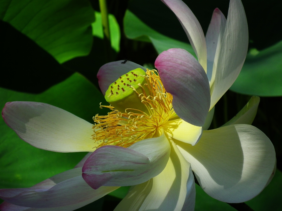 Natur blüte anlage blume