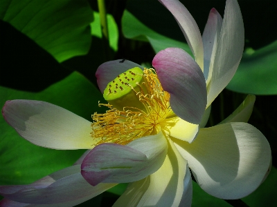 Foto Naturaleza florecer planta flor