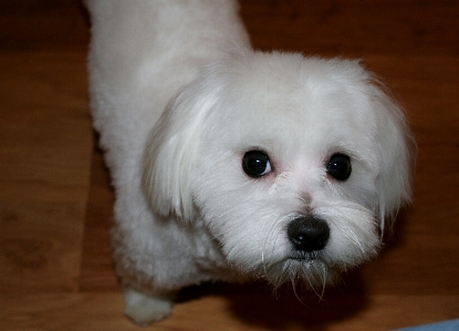 Foto Branco filhote de cachorro bonitinho