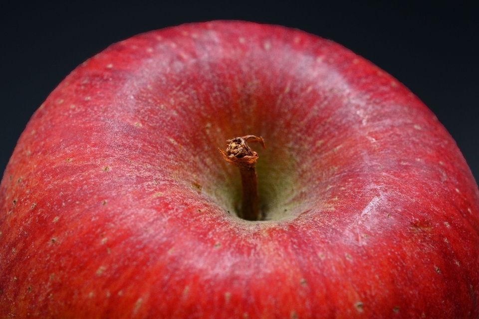 Apple pianta fotografia frutta