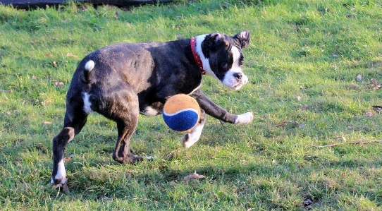 Foto Bianco e nero
 giocare correre cane