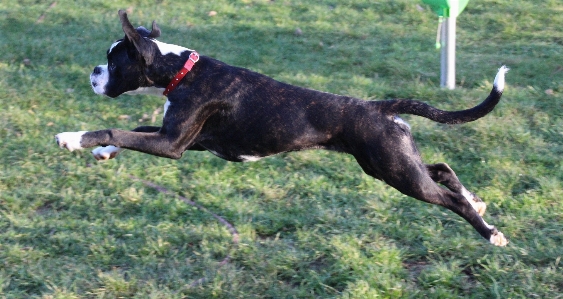 Foto Bianco e nero
 giocare correre cane