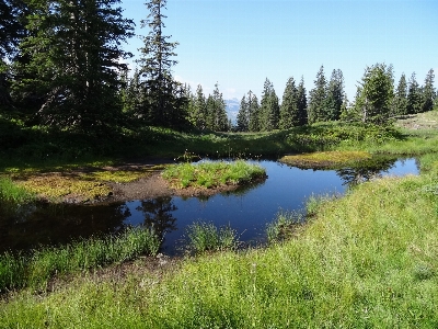 Tree water forest grass Photo