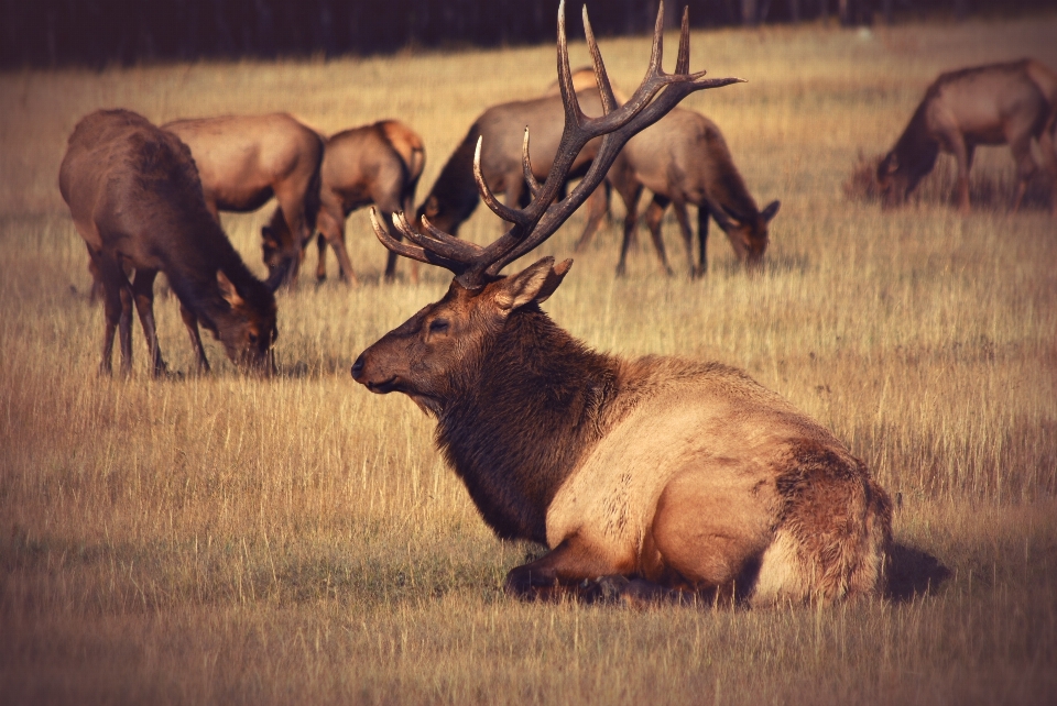 Draussen wildnis
 feld wiese
