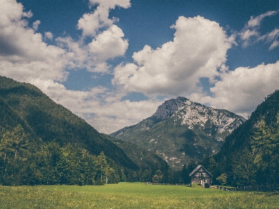 Landscape tree nature forest Photo