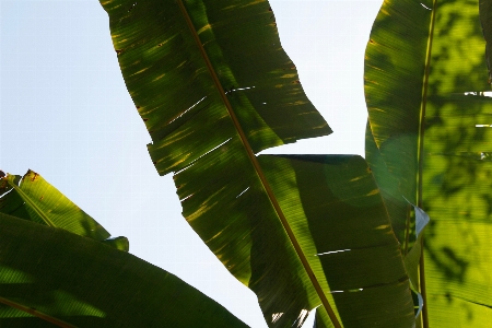 Tree nature grass branch Photo