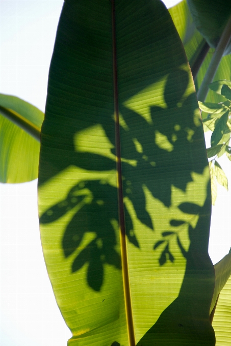 Plantar fruta palmeira folha