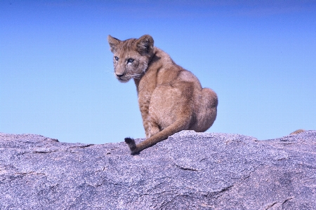 動物 野生動物 野生 若い 写真